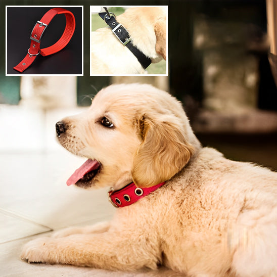 Collier pour Chien NekStrap™