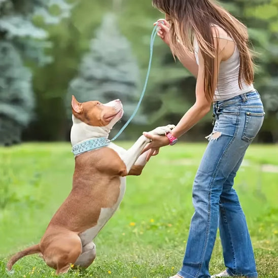 Collier pour Chien NailStrip™   cuir clouté