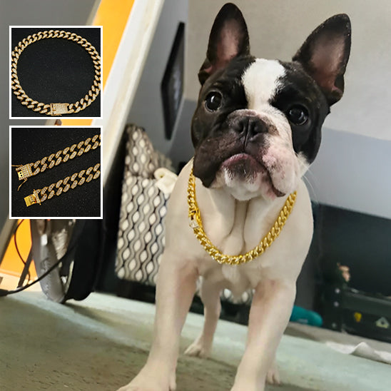 Collier pour Chien DogStyle™   Luxe