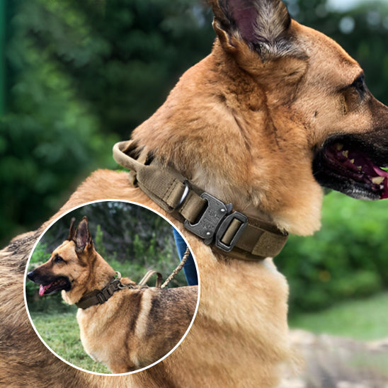 Collier de Chien SureGrip™ Dressage