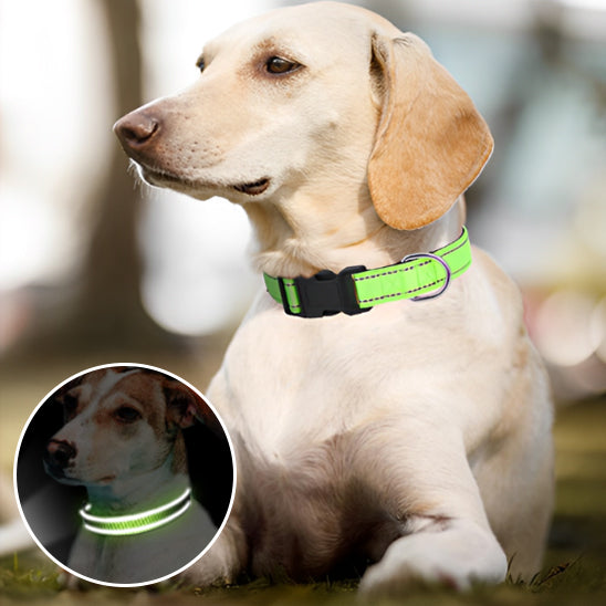 Collier pour Chien HardLink™/ Nylon Reflaichissant