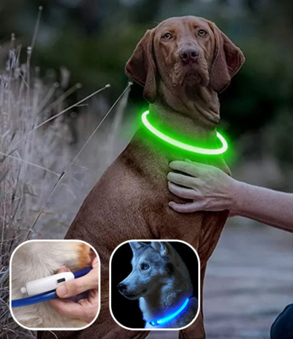 Collier Chien Lumineux MagicCircle™