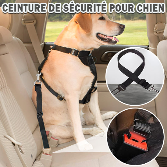 Laisses pour Chien SafeWalks™