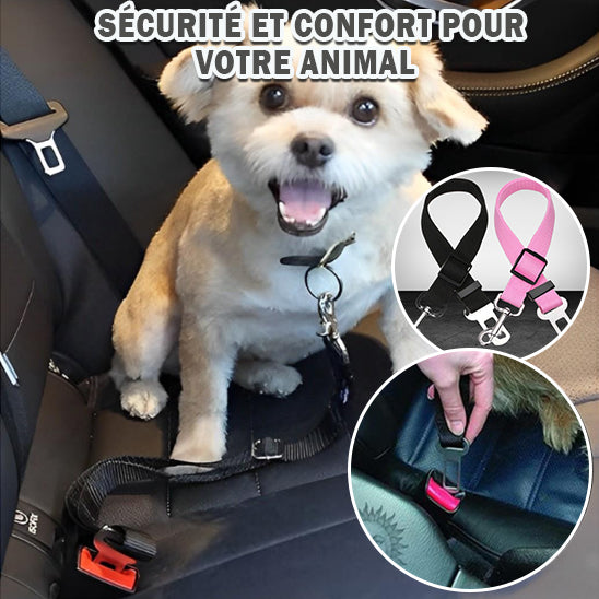 Laisses pour Chien SafeWalks™