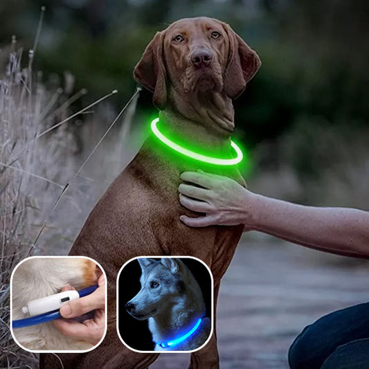 Collier-chien-lumineux-led