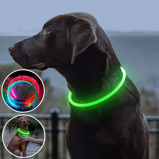 Collier Chien Lumineux MagicCircle™