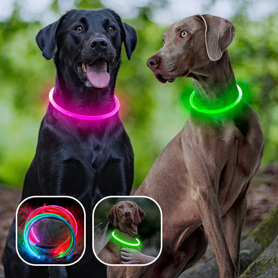 Collier Chien Lumineux MagicCircle™