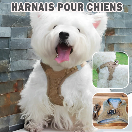 Harnais pour Petit Chien