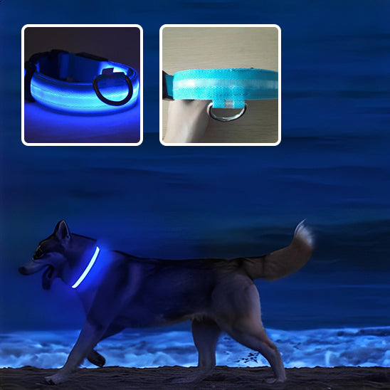 Collier chien lumineux SafetyBand™