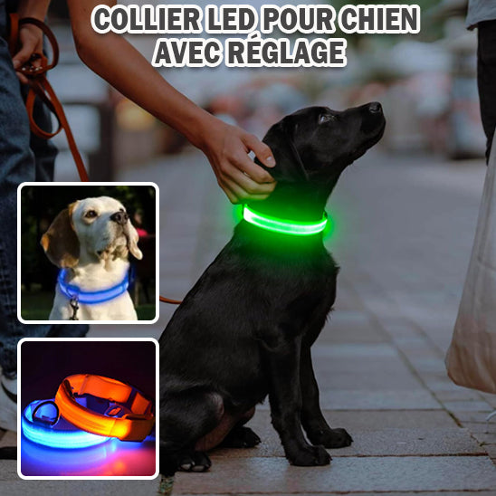 Collier chien lumineux SafetyBand™